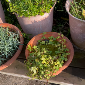 お花に元気をもらいました^_^の画像