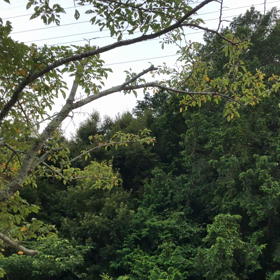 ひぐらしの画像