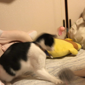 コロコロの画像