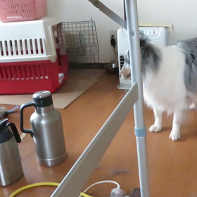 何でもアイちゃんのが、の画像