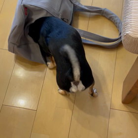 だいちゃんバックの画像