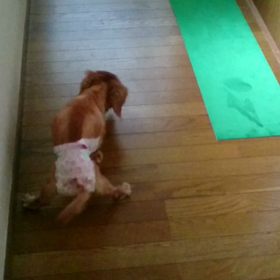 オリーブのリハビリ日記帳⑧の画像