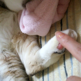 負けたくないの画像