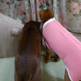 なんかおる！の画像