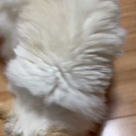 しいちゃん、ハッスルを忘れず！の画像