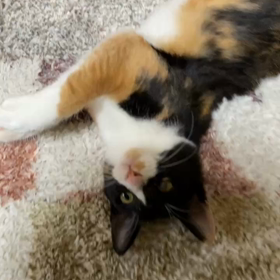 1月14日(日)参加猫なぎさちゃんの画像