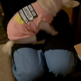 保護犬マリーの画像