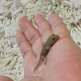 ちっちゃいの見つけたので餌あげてみました！の画像