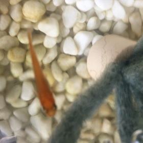 心の癒しの画像