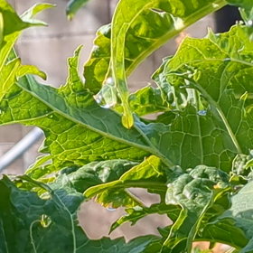 "空"からのあらわれ"悦"が喜んで話したこと。喘息と芋むしさん。の画像