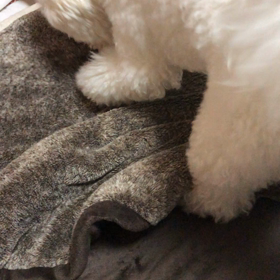 9月19日  ダメ人間製造犬の画像