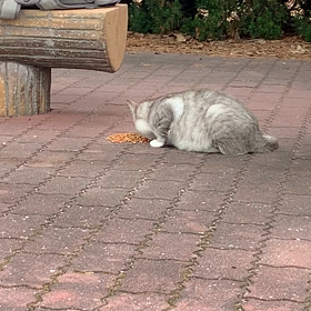 ワイ、ニャンコさんとお戯れになる(*'ω'*)　②の画像