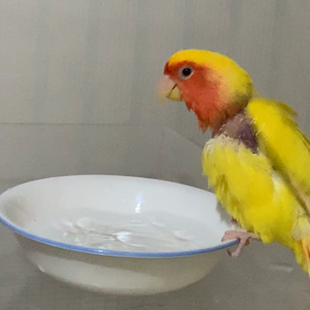 スーちゃんはお風呂好きの画像