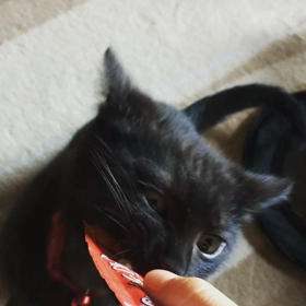 黒猫、おやつタイムの画像