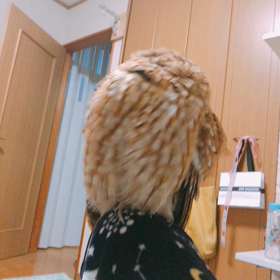 膝の上のてんぷーの画像