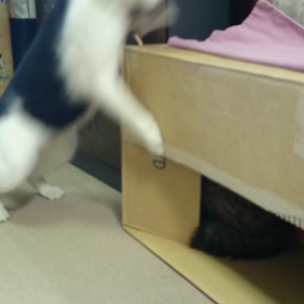 「今日のロクちゃん！」動画編～ジャックと段ボールバトル！～雨が降っていてイライラマックスの画像