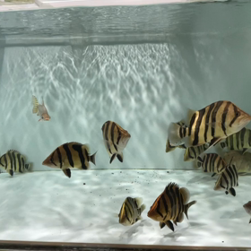 ダトニオおやつたいむの画像