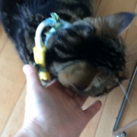 うり(185) 可愛い声♡ 5/18の画像