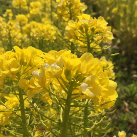 癒され、、るかもしれないブログの画像