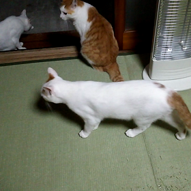 その後の足の痛み…の画像