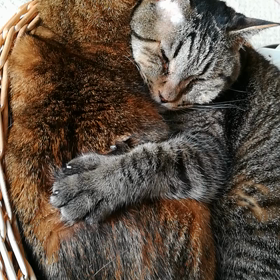 猫らの一日の始まり（動画３本）の画像