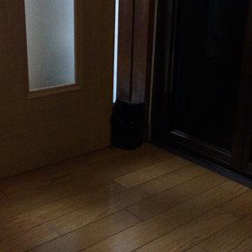 必死な猫の画像