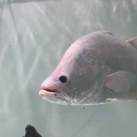 プラチナバラマンディ 鬼カワ❤️の画像