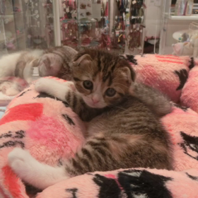 猫カフェムービー12  マリーナホップの画像