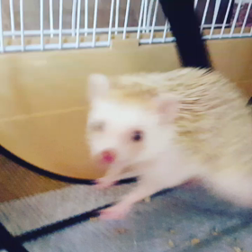 まるちん体重増えてきたの画像