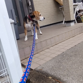 ハウスが嫌いな犬の巻の画像