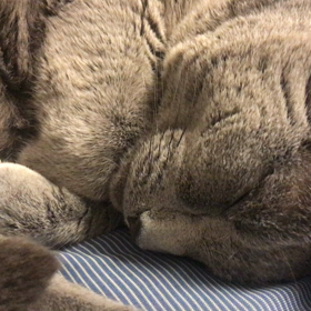 ネコのやすしの画像