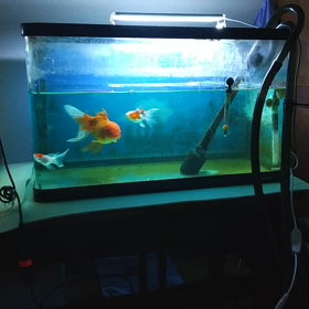 ~(^o^)~ 今日のチビッ子金魚 ~(^o^)~の画像