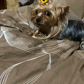 愛おしいの画像