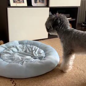 押すなよ押すなよ②の画像