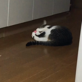 毛糸ボールの画像