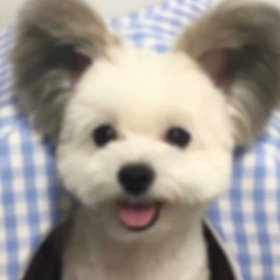 Shima散歩Tokyo愛おしき世界のワンちゃんセレクションの画像