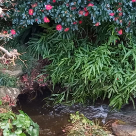 庭の花も寂しいです。の画像