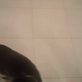 動画をの画像