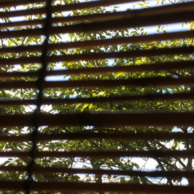 蝉時雨♪の画像