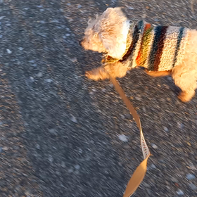 寒中散歩の画像