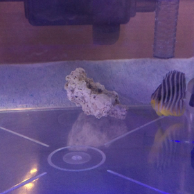 シマシマちゃん4日目の画像