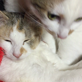 うるるのあくびが超可愛い❤️の画像