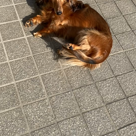 ごろーんの画像