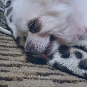 ペットの癒し写真見せての画像