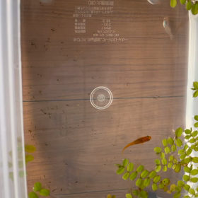 全く飽きない❣️  *\(^o^)/*の画像