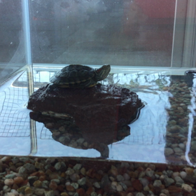 こうら干しピョコの画像