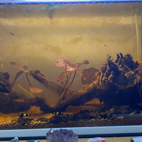 えびらぷす！の画像