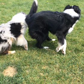 犬犬の動画の画像