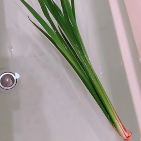 朝から菖蒲湯の画像