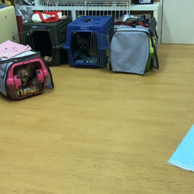 足取りも重やか。の画像